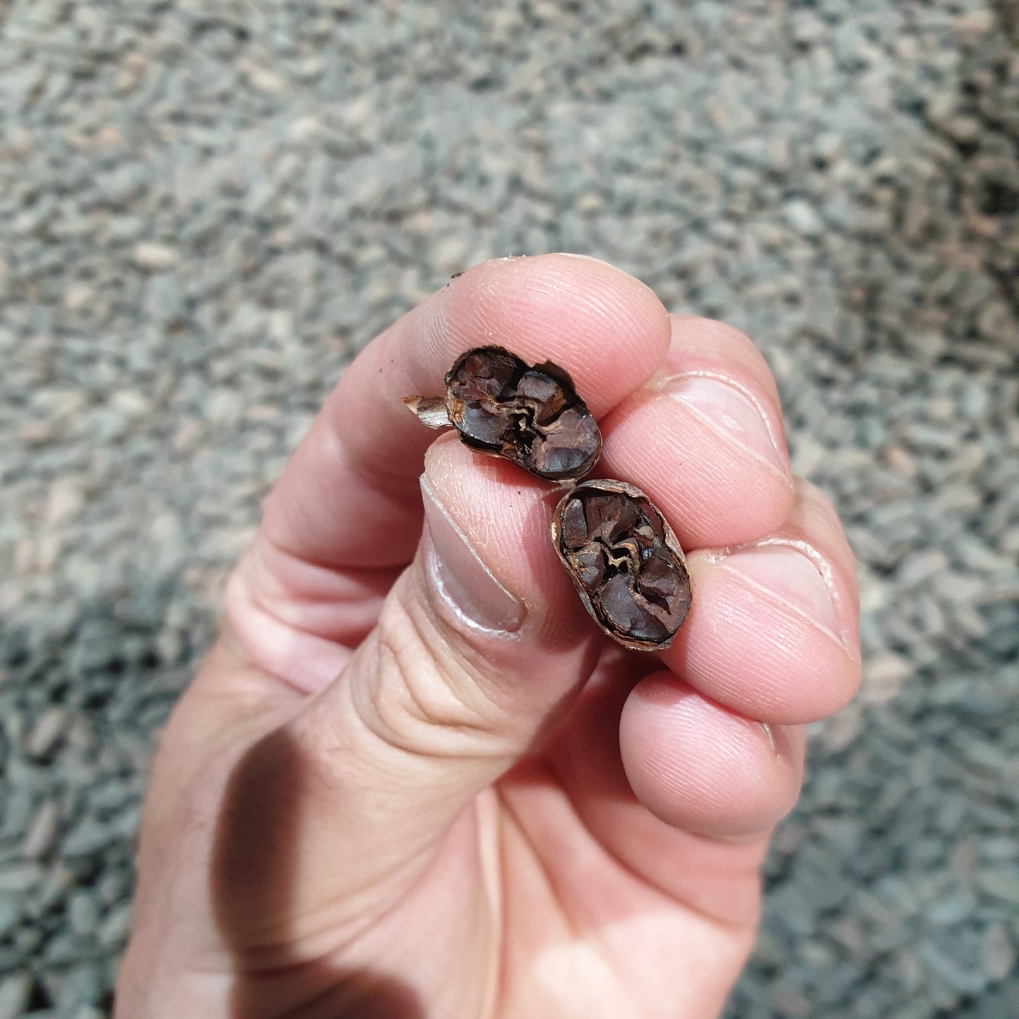 Nibs / Grué de cacao (1kg)