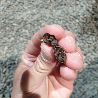 Nibs / Grué de cacao (1kg)