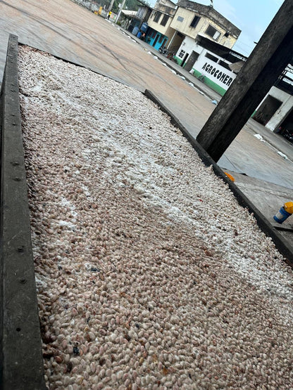Fèves de cacao Équateur (1MT)