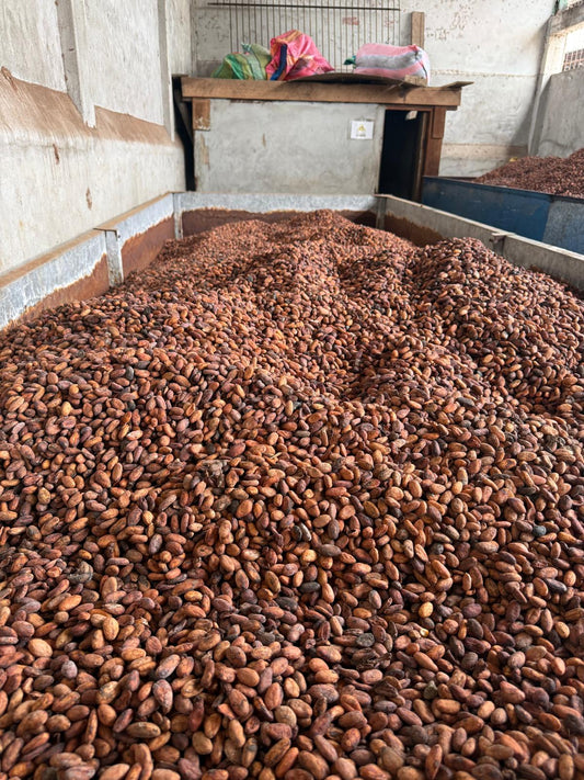 Fèves de cacao Équateur (1MT)