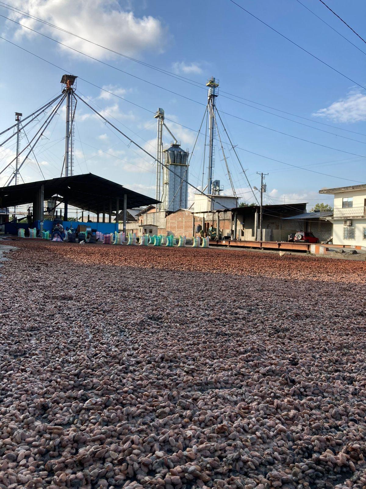 Fèves de cacao Équateur (1MT)